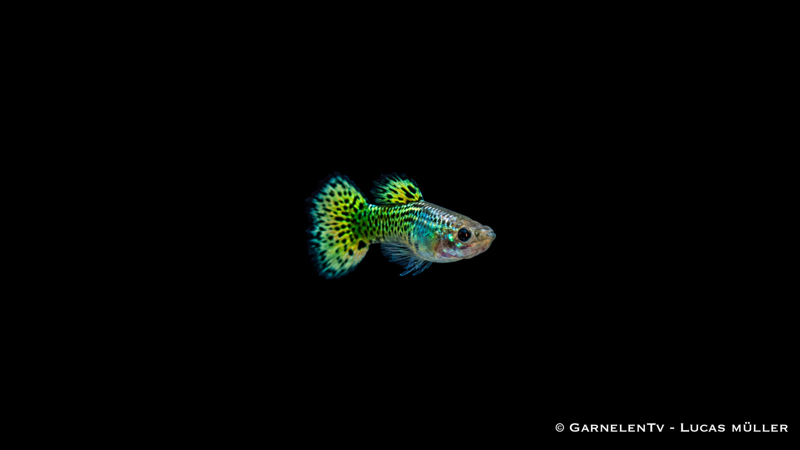 Guppy männlich "Cobra Green" - Poecilia reticulata