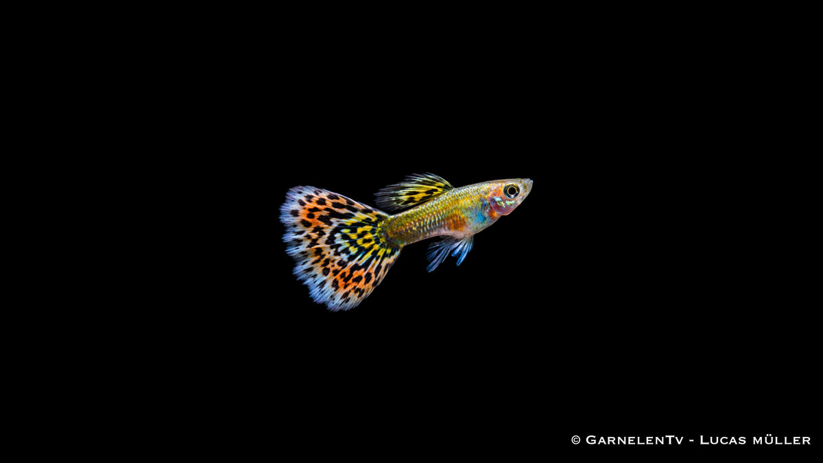 Guppy männlich "Mosaik" - Poecilia reticulata