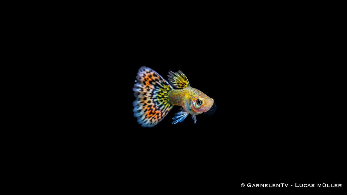 Guppy männlich "Mosaik" - Poecilia reticulata