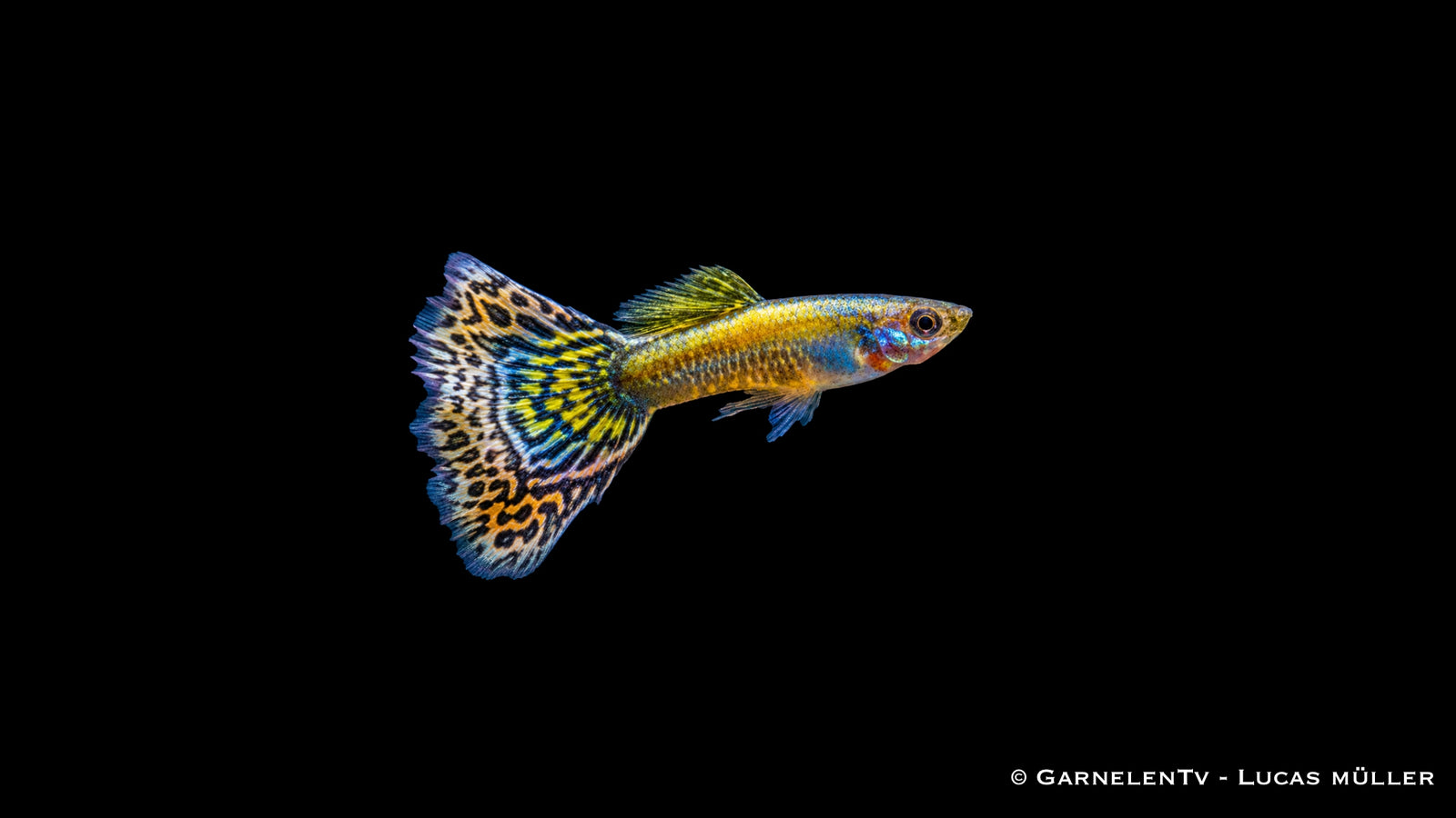 Guppy männlich "Mosaik" - Poecilia reticulata