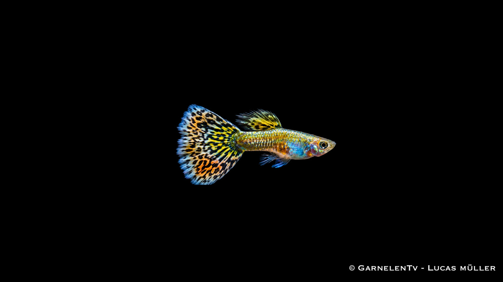 Guppy männlich "Mosaik" - Poecilia reticulata