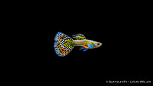 Guppy männlich "Mosaik" - Poecilia reticulata