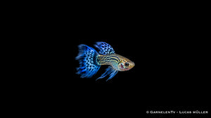 Guppy männlich "cobra blue" - Poecilia reticulata
