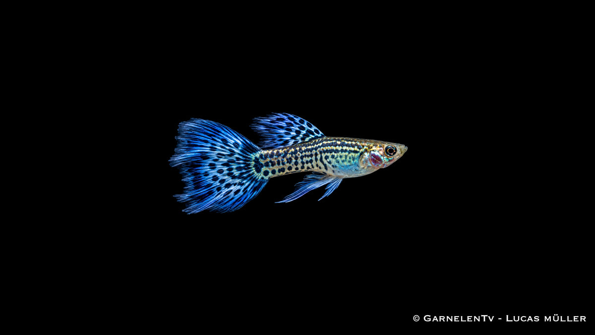 Guppy männlich "cobra blue" - Poecilia reticulata