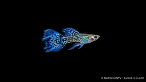 Guppy männlich "cobra blue" - Poecilia reticulata