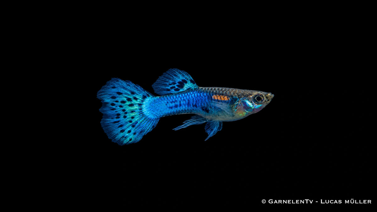 Guppy männlich blue glass - Poecilia reticulata