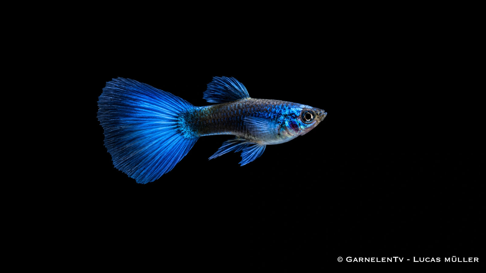 Guppy männlich blue moskau - Poecilia reticulata