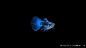 Guppy männlich blue moskau - Poecilia reticulata