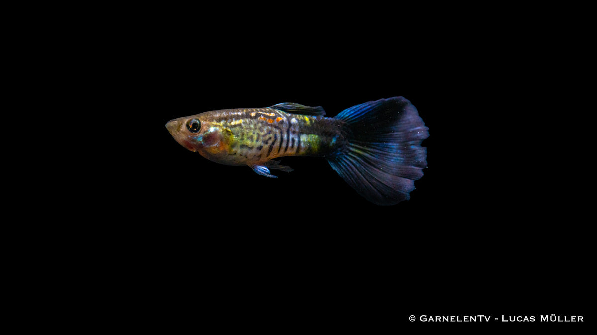 Nahaufnahme eines Guppy &quot;Cobra Blue&quot; mit Schuppenmuster