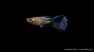 Nahaufnahme eines Guppy "Cobra Blue" mit Schuppenmuster