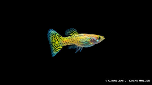 Guppy männlich cobra gold - Poecilia reticulata