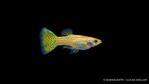 Guppy männlich cobra gold - Poecilia reticulata