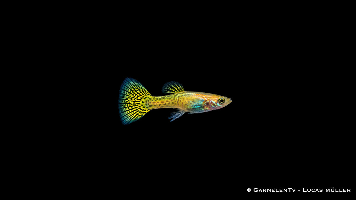 Guppy männlich cobra gold - Poecilia reticulata