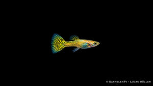 Guppy männlich cobra gold - Poecilia reticulata