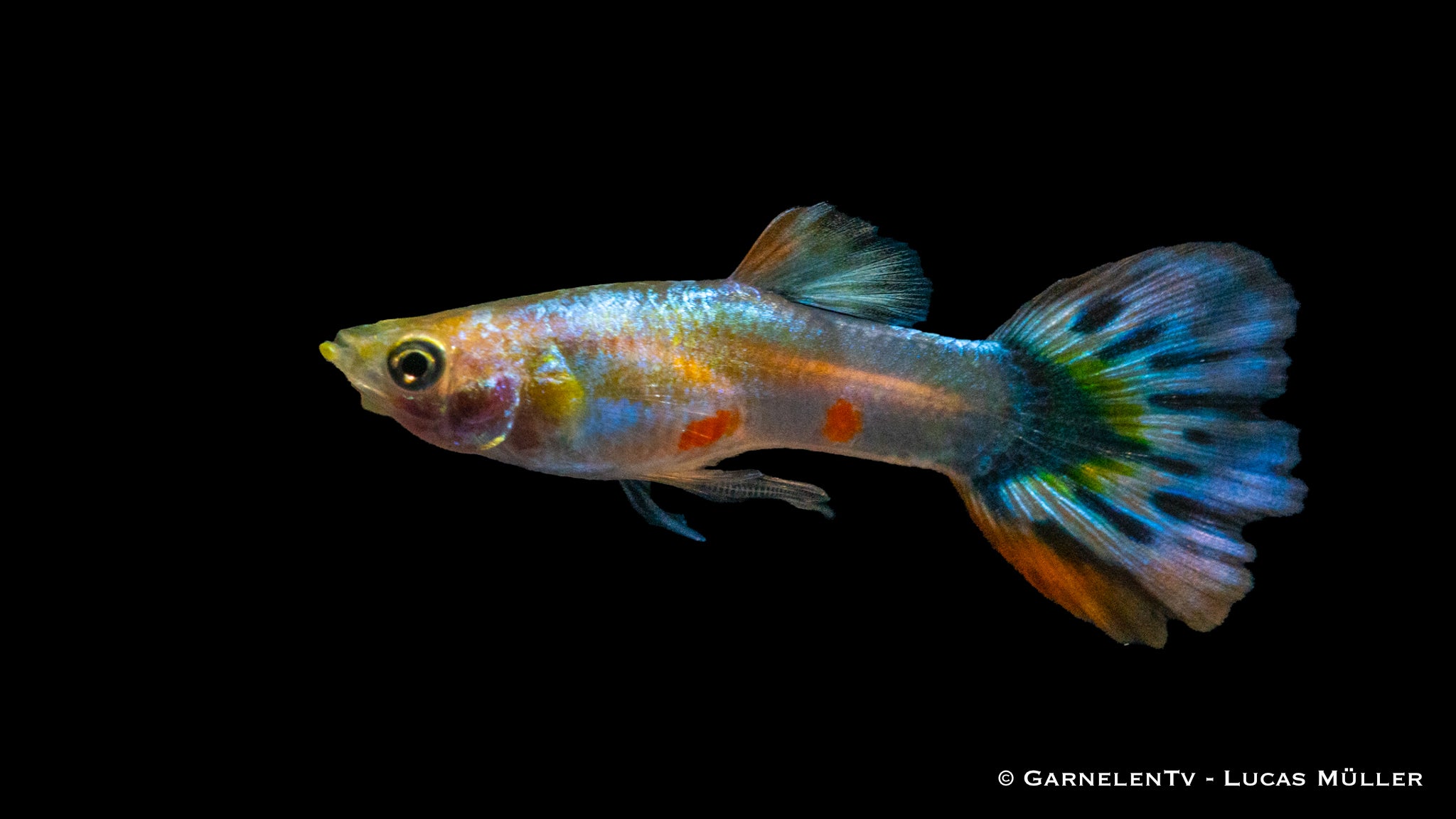 Guppy männlich Dragon Platin - Poecilia reticulata