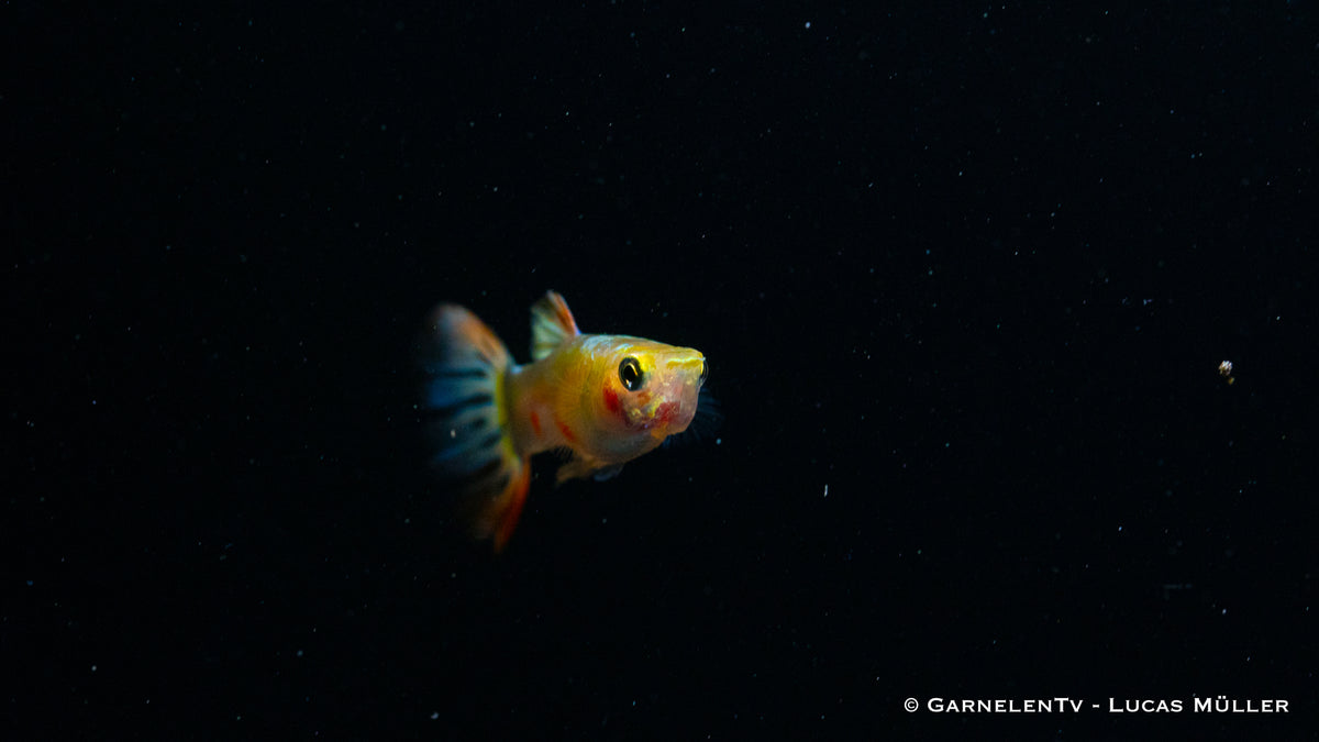 Guppy Dragon Platin mit schimmernder Platinfarbe