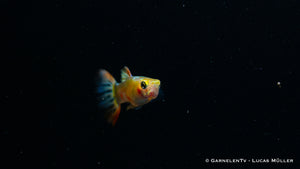 Guppy Dragon Platin mit schimmernder Platinfarbe