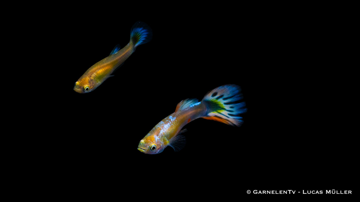 Männlicher Guppy Dragon Platin schwimmend