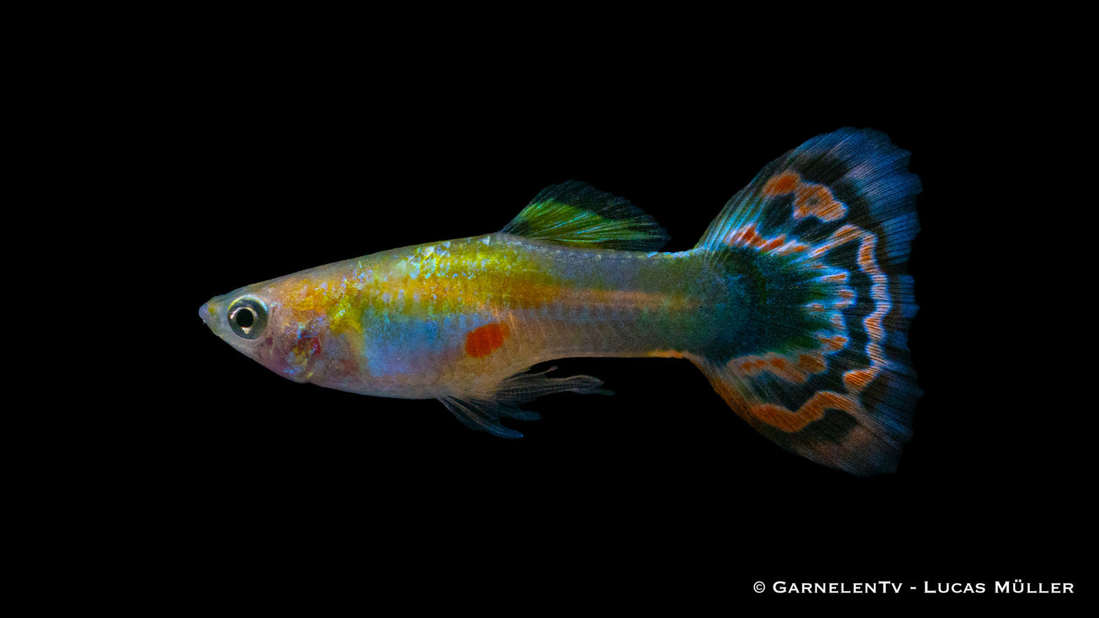 Guppy männlich Dragon Platin im Aquariu