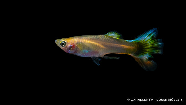 Guppy männlich Dragon Platin - Poecilia reticulata