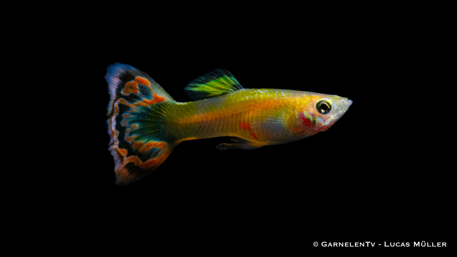 Guppy männlich Dragon Platin im Aquariu