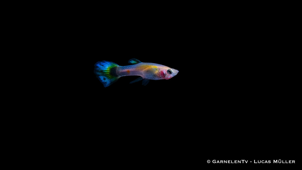 Platinfarbener Guppy Dragon im Aquarium