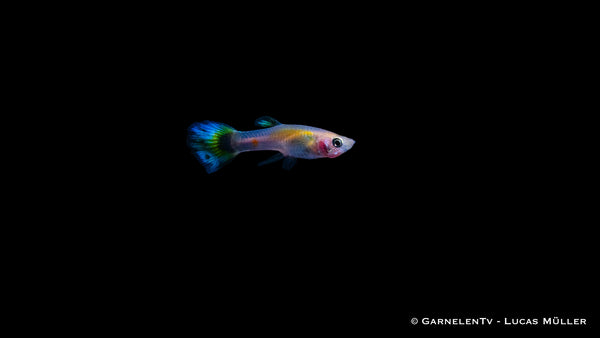 Guppy männlich Dragon Platin - Poecilia reticulata