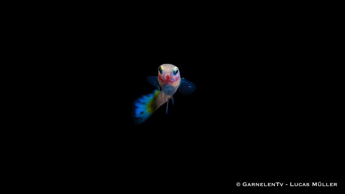 Seitenansicht des Guppy Dragon Platin