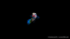 Seitenansicht des Guppy Dragon Platin