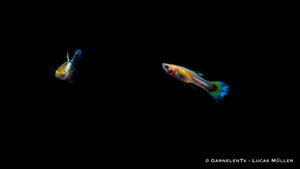 Guppy Dragon Platin mit einzigartigem Schuppenmuster
