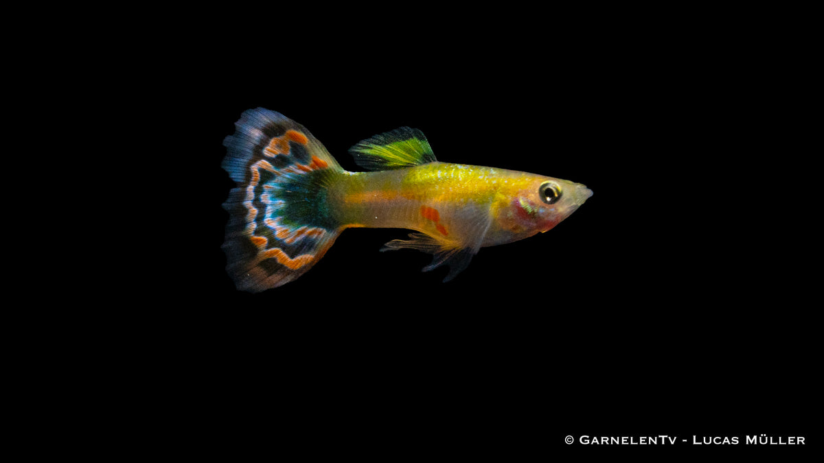 Poecilia reticulata – Guppy Dragon Platin in voller Pracht
