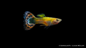 Poecilia reticulata – Guppy Dragon Platin in voller Pracht
