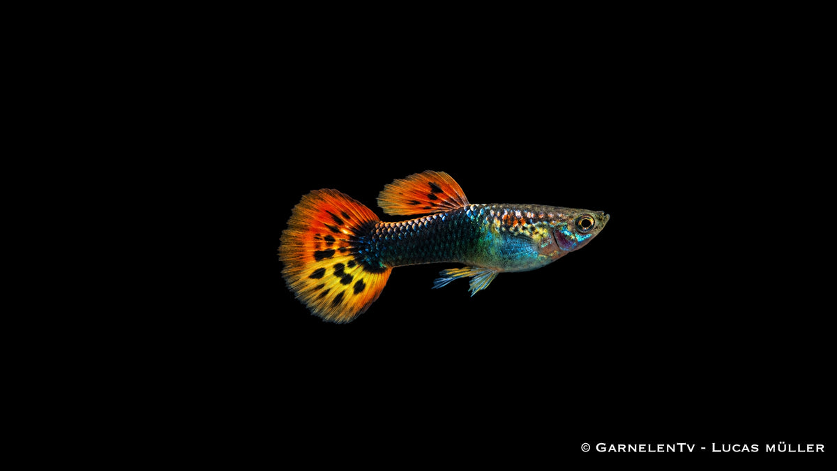 Guppy männlich dragon tuxedo - Poecilia reticulata