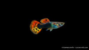 Guppy männlich dragon tuxedo - Poecilia reticulata