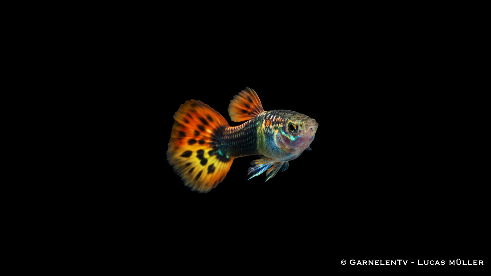 Guppy männlich dragon tuxedo - Poecilia reticulata