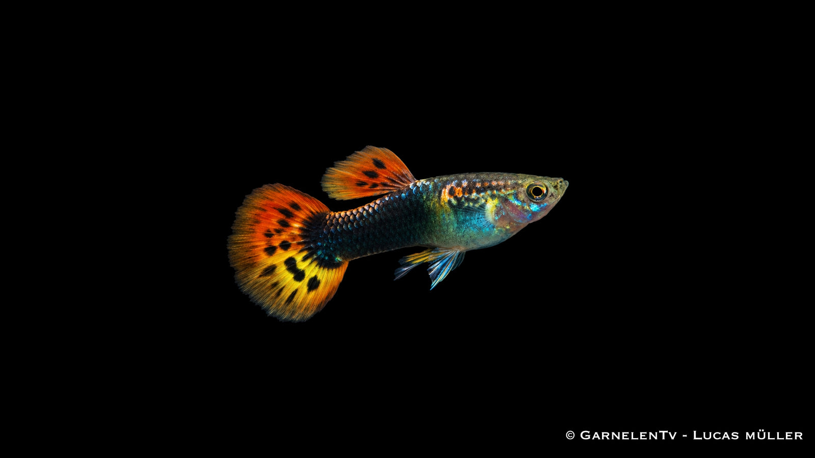 Guppy männlich dragon tuxedo - Poecilia reticulata