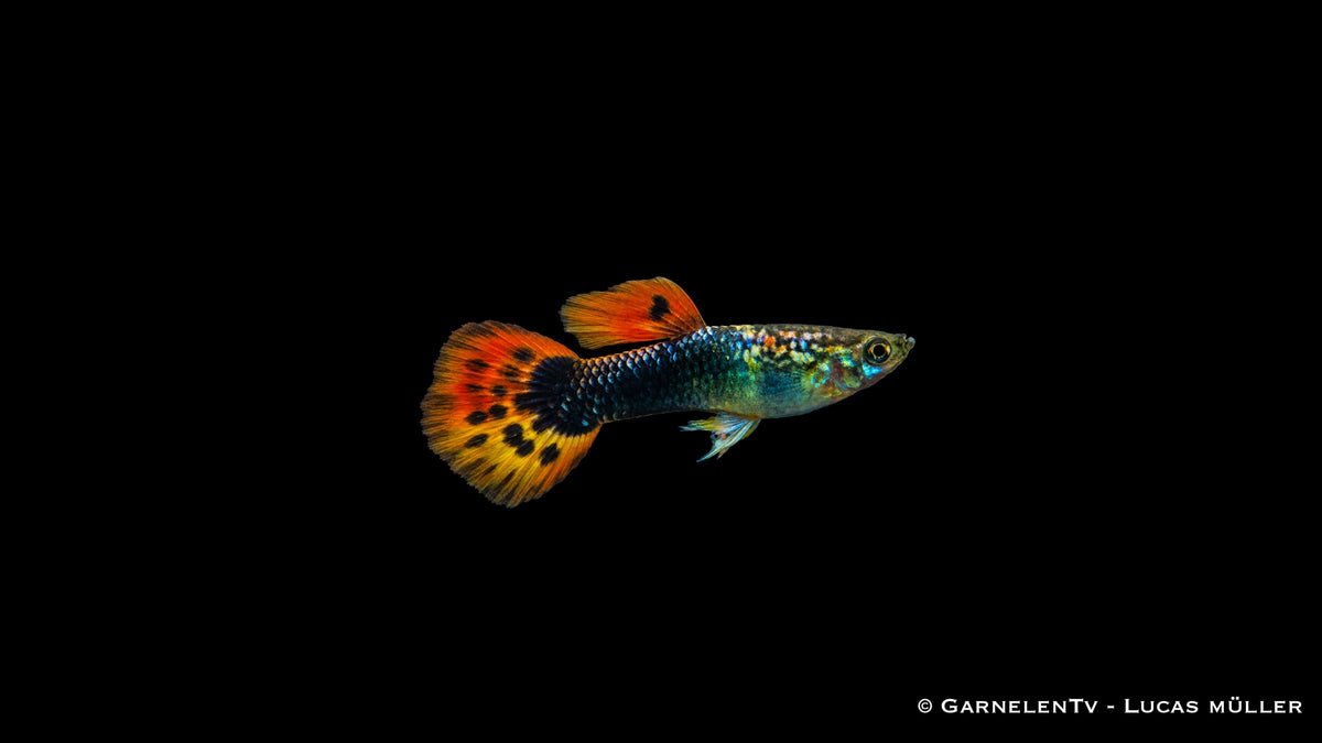 Guppy männlich dragon tuxedo - Poecilia reticulata