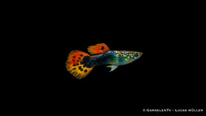 Guppy männlich dragon tuxedo - Poecilia reticulata