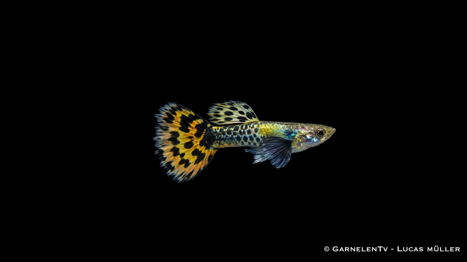 Guppy männlich dumbo ear leopard - Poecilia reticulata