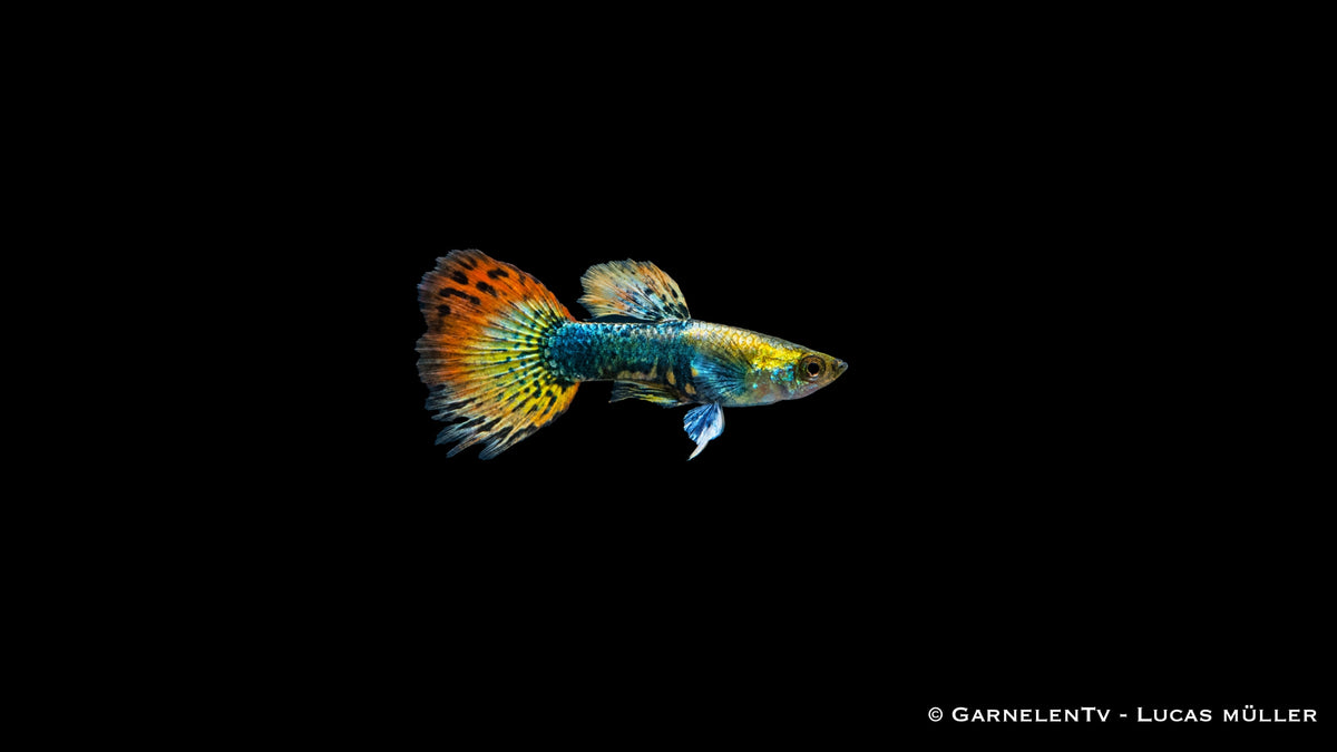 Guppy männlich dumbo ear multicolor - Poecilia reticulata