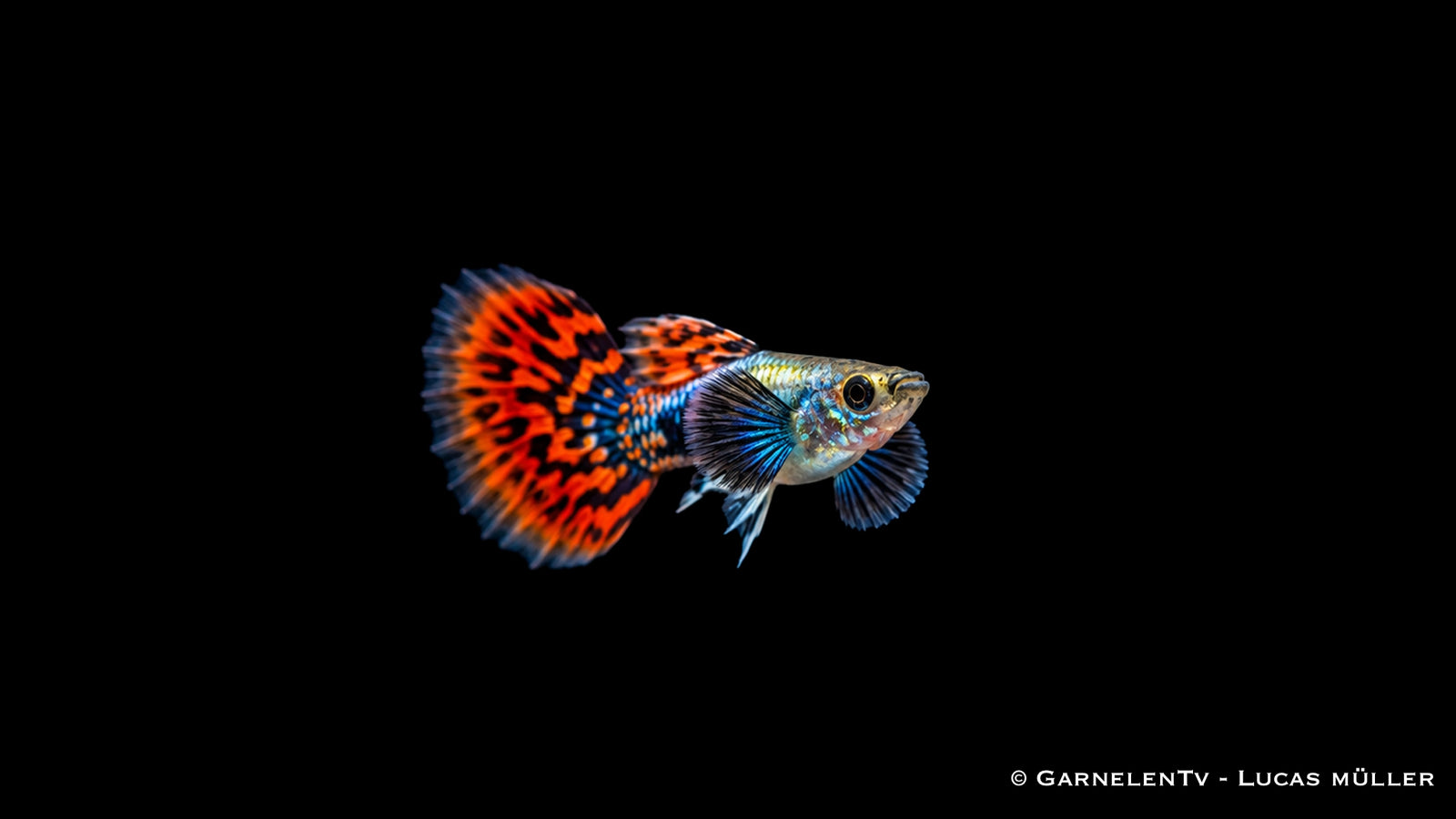 Guppy männlich dumbo ear red dragon - Poecilia reticulata