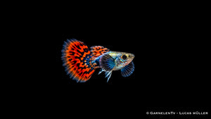Guppy männlich dumbo ear red dragon - Poecilia reticulata im Aquarium mit großer Dumbo Flosse