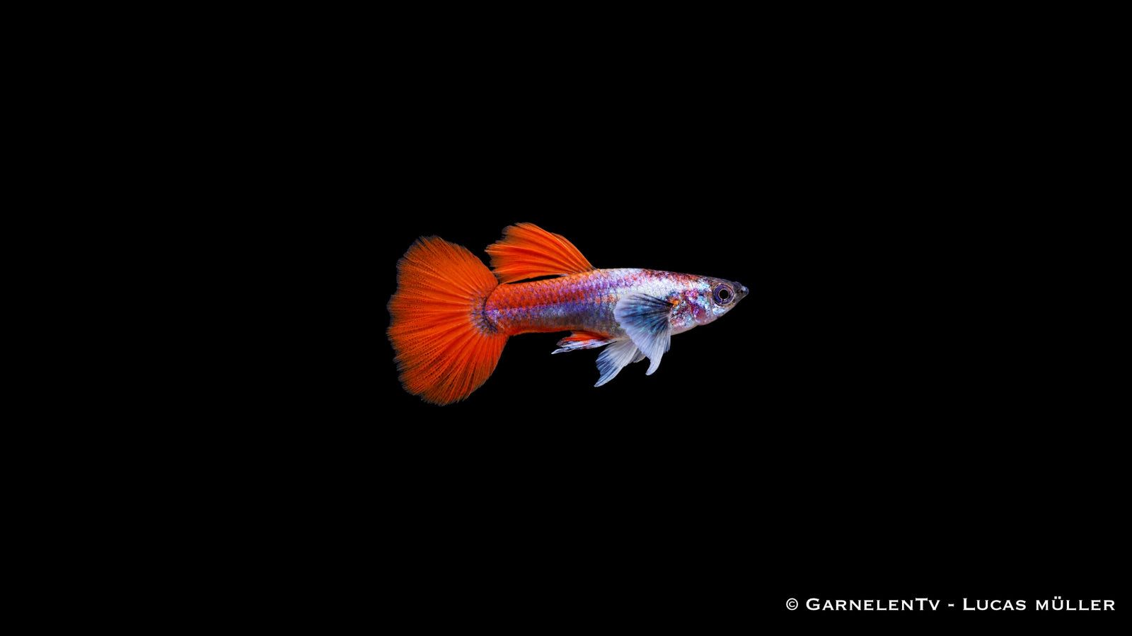 Guppy männlich dumbo ear red platinum - Poecilia reticulata