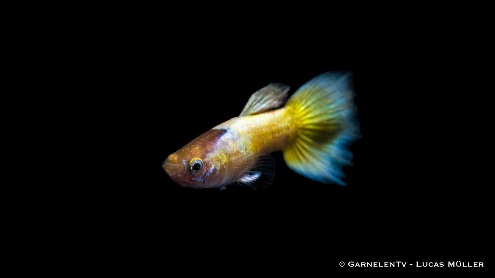 Guppy Full Gold Männchen im Aquarium