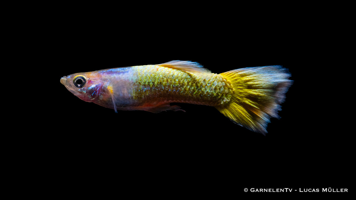 Poecilia reticulata Full Gold Nahaufnahme
