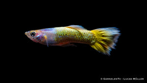 Poecilia reticulata Full Gold Nahaufnahme