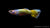 Guppy Full Gold Männchen im Aquarium