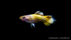 Schwarm von Full Gold Guppys im Wasser