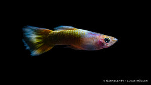 Guppy Full Gold Männchen unter Aquarienlicht