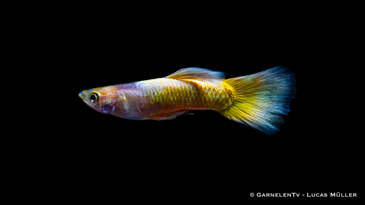 Friedlicher Full Gold Guppy mit anderen Fischen